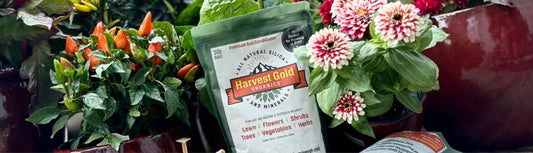 What Are the Benefits of Silica for Plants?