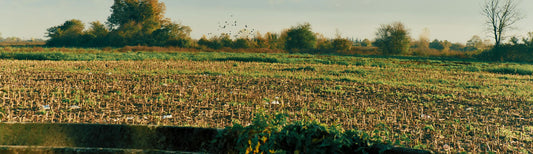 How to Improve Your Garden Soil Using a Fall Cover Crop