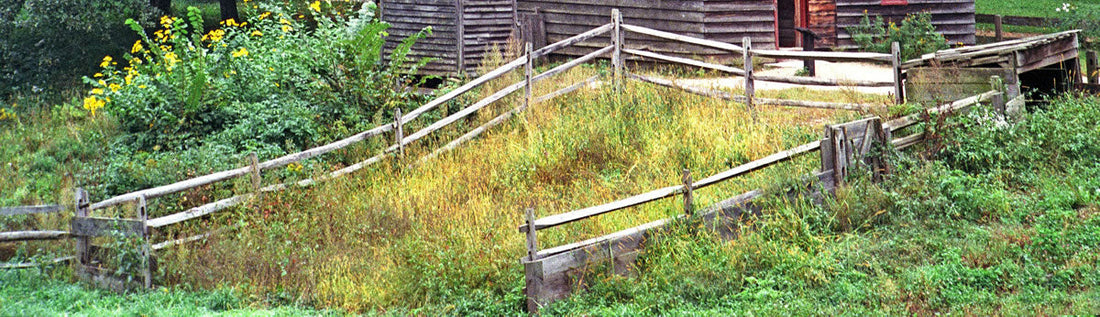 The Most Problematic Weeds in Your Garden: How to Identify, Prevent & Manage Them