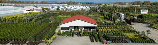 Beyond Fertilizer: Why Stronger Plant Tissue Is the Key to Better Retail Quality