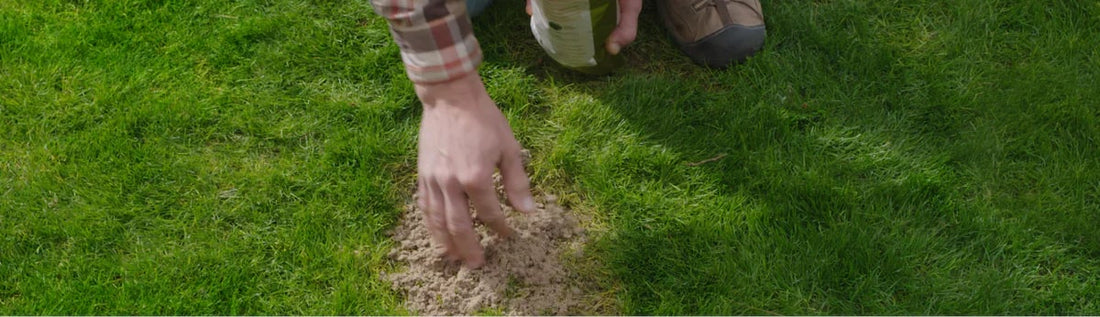 How to Improve Your Garden Soil Using a Fall Cover Crop