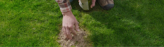 How to Improve Your Garden Soil Using a Fall Cover Crop