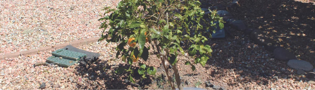 What Insects and Weeds Are Most Likely to Cause You Problems?